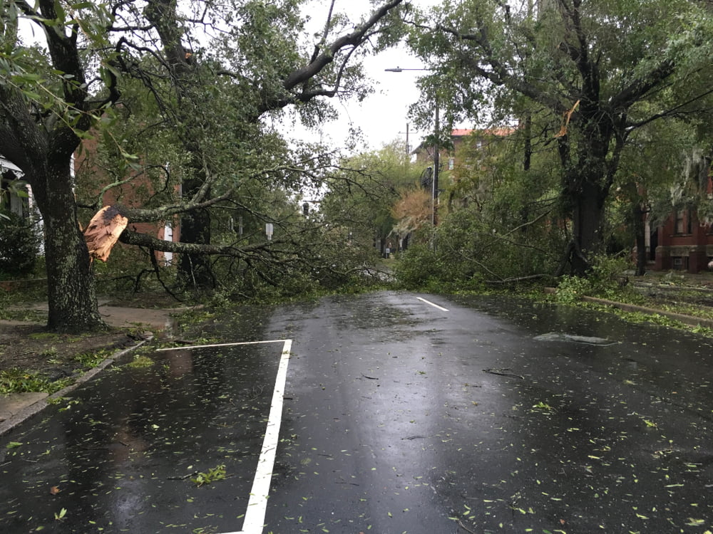 Trees down on street after hurricane